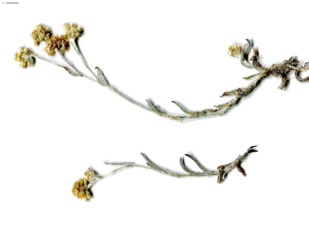 Laphangium luteoalbum (Asteraceae)